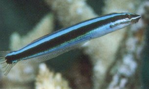 Sabre-Toothed Blenny (Aspidontus taeniatus)