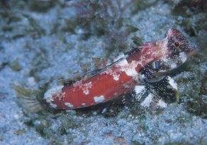 Scooter Blenny (Petroscirtes temmincki)