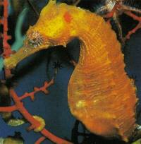 Seahorses are specialist feeders