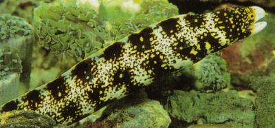 SNOWFLAKE MORAY (Echnida nebulosa)