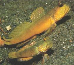 Sulphur Goby (Cryptocentrus cinctus)