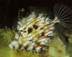 Tassel Filefish (Chaetoderma pencilligera)