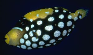 Clown Trggerfish (Balistoides conspicillum)