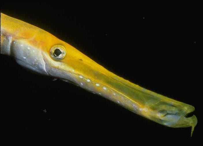 Trumpetfish - No matter how unusual the mouth, all fish possess gills through which to breath