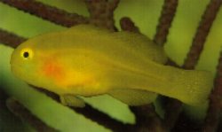 Yellow Goby (Gobiodon okinawae)