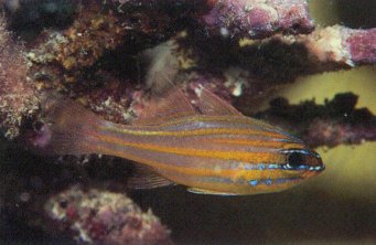 Yellow-Striped Cardinal (Apogon cyanosoma)