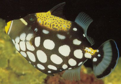 Clown Trigger Fish