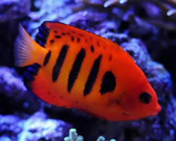 Flame Angelfish | Centropyge loriculus