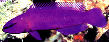 Orchid Dottyback (Pseudochromis fridmani)