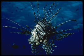 Lionfish (Pterois spp.)