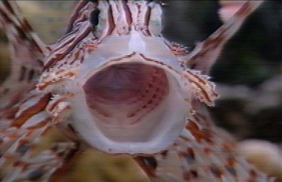 Lionfish (Pterois volitans)