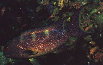 Lyretail Grouper  (Variola louti)