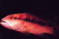 Lyretail Grouper juvenile (Variola louti)