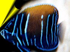 Majestic/Bluegirdled Angelfish - Euxiphipops navarchus