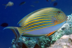 Clown Tang | Acanthurus lineatus