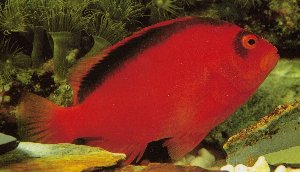 Scarlet Hawkfish (Neocirrhites armatus)