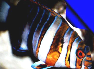 Harlequin Tuskfish (Choerodon fasciatus)