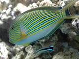 Pyjama Tang (Acanthurus lineatus)