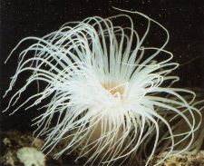 Cerianthus Anemone