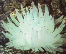 Condylactis Anemone