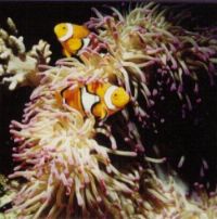 Heteractis sp. with Clownfish