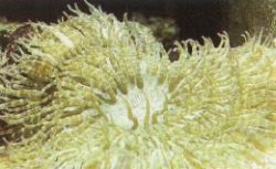 Sand Anemone