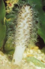 Sea Pen