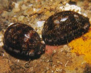 Arabian Cowrie (Cypraea arabica)