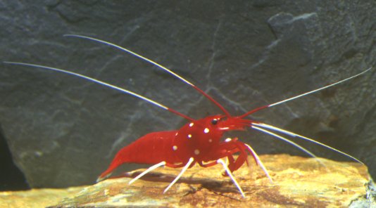 Blood Shrimps (Lysmata debelius)