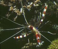 Boxing / Coral Banded Shrimp | Stenopus hispidus