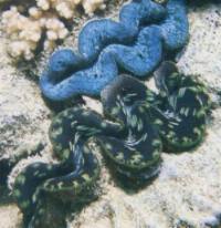 Clams (Tridacna crocea)