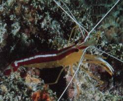 Cleaner Shimp (Lysmata amboinensis)