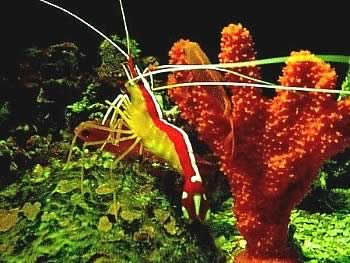 Cleaner Shrimp (Lysmata grabhami)