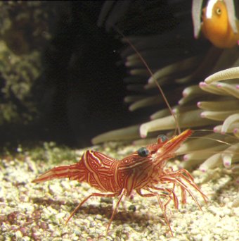 Dancing Shrimp (Rhynchocinetes uritai)