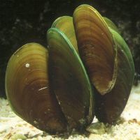 Green Mussels