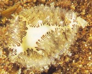 Money Cowrie (Cypraea moneta)