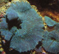 Mushroom Polyps (Actinodiscus sp.)