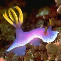 Nudibranch - The nudibranch has external feathery gills on its back
