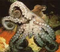 Octopus