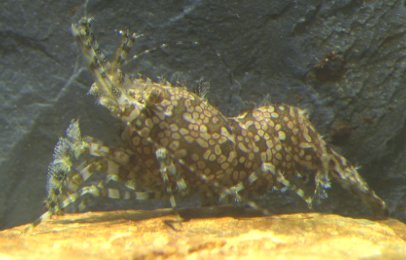 Saron Shrimp (Saron rectitostris)