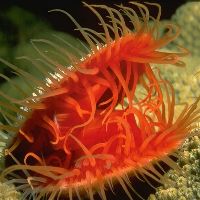 Flame Scallop - Flame Scallops extracts oxygen from the water by means of internal gills which also double as filter feeding devices.