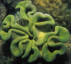 Leather Coral (Sarcophyton sp.)