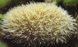 Star Polyps (Clavularia sp.)