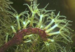 Close-up of individual Star Polyps (Clavularia  sp.)