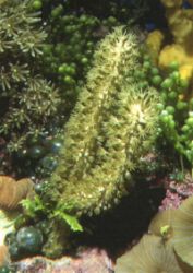 A Star Polyp 'Tree' (Clavularia sp.)