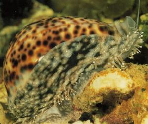 Tiger Cowrie (Cypraea tigris)