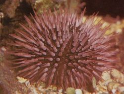 Sea Urchin