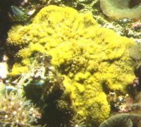 Yellow Sponge