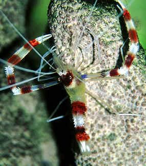 Boxer / Coral Banded Shrimp | Stenopus hispidus
