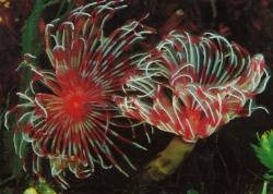 Feather Duster Tubeworms (Sabellastarte sp.)